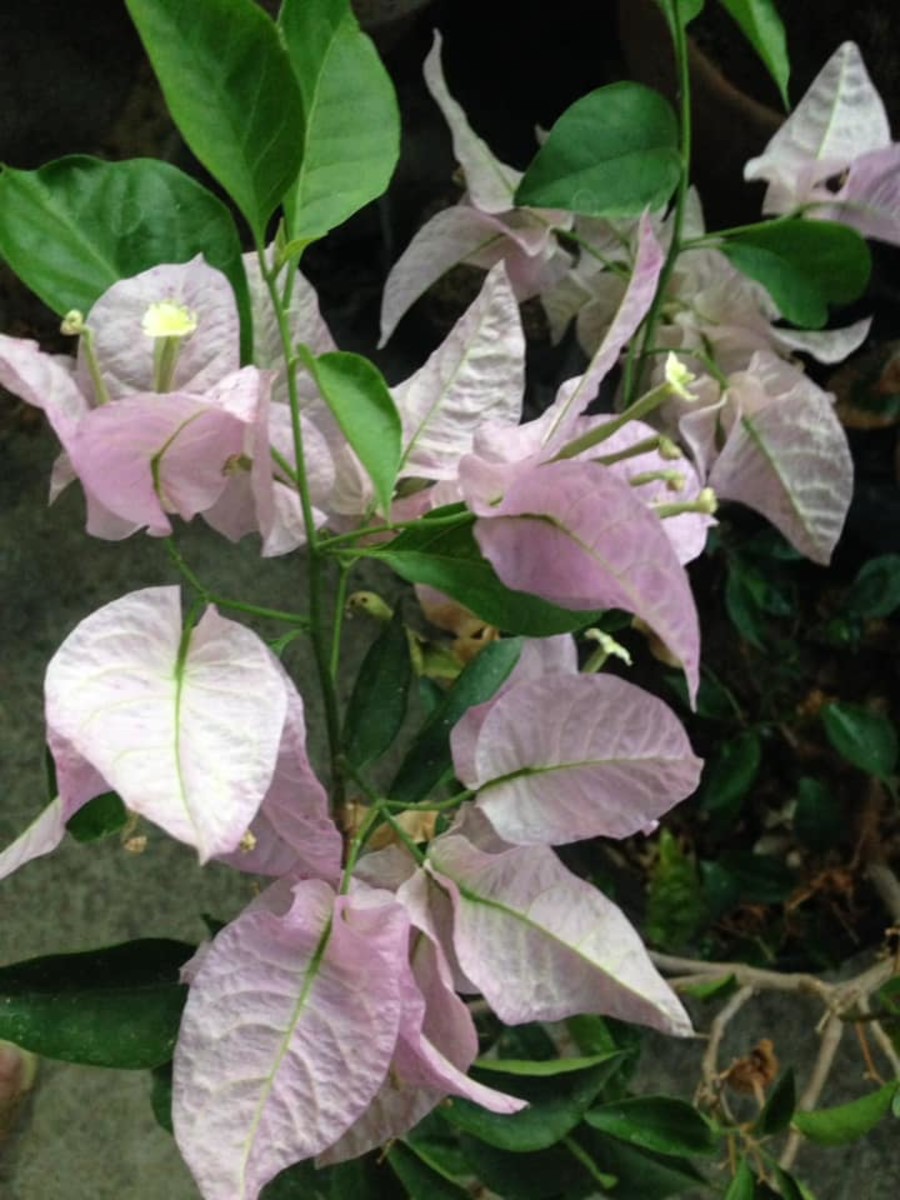 Forgiving: A Way to True Blessedness