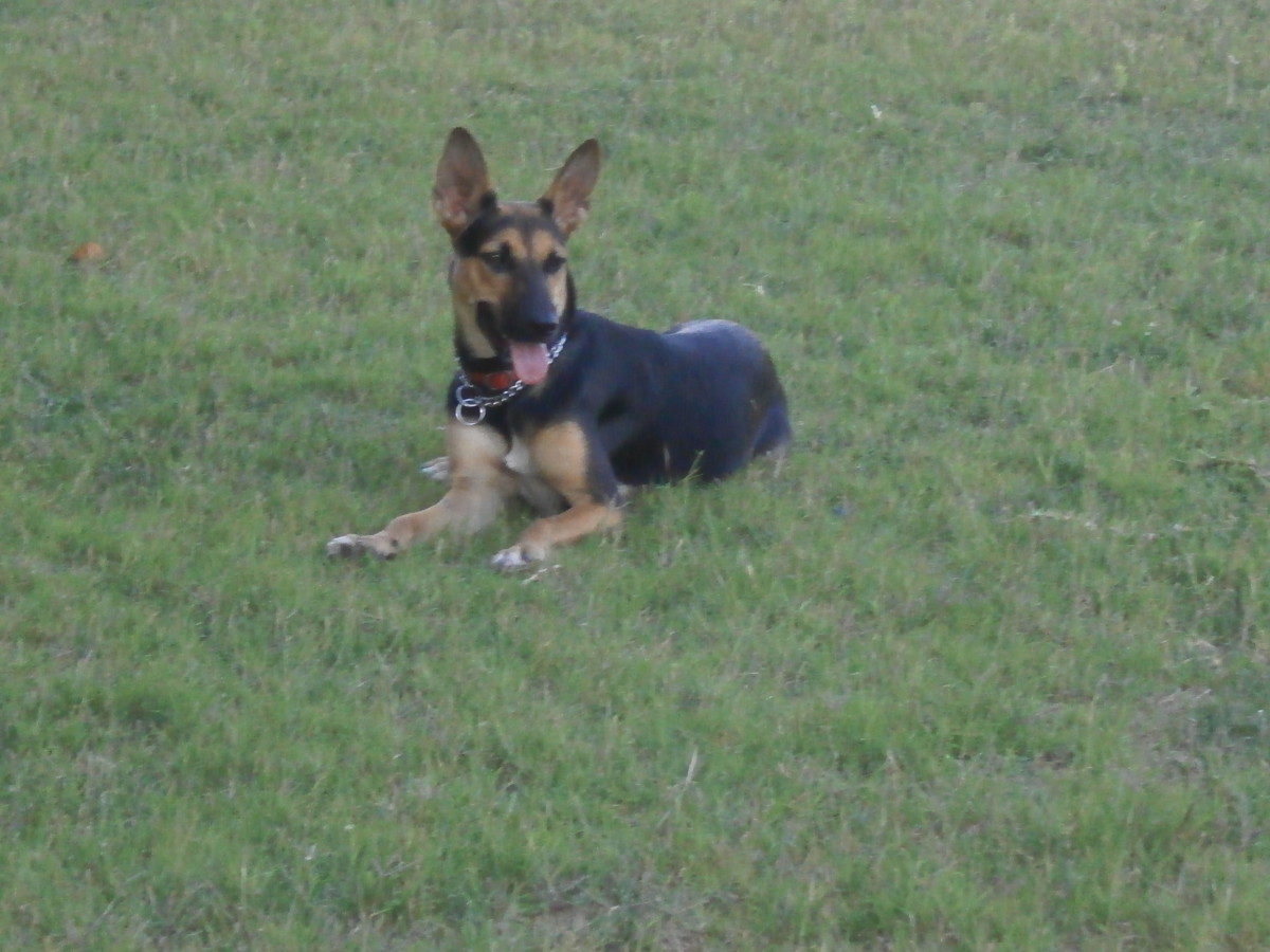 How Can I Tell If My Dog Is Overweight? Warning Signs Your Dog Is Overweight and Easy to Follow Dog Weight Loss Guide