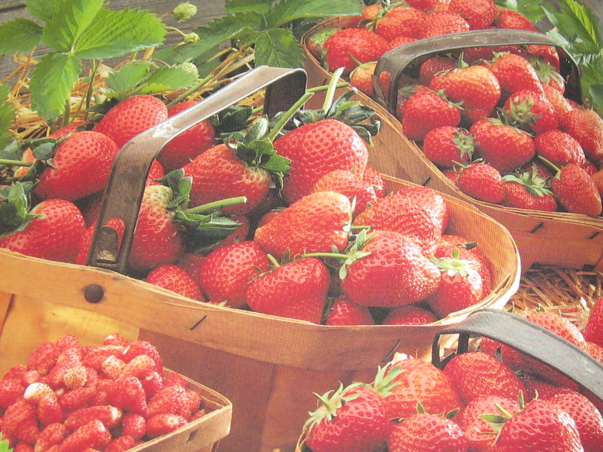 Fruits That Beautify and Heal