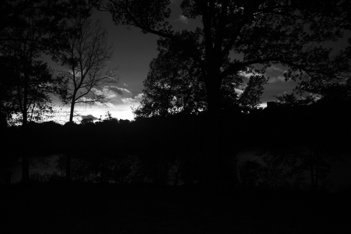 Dark Forest