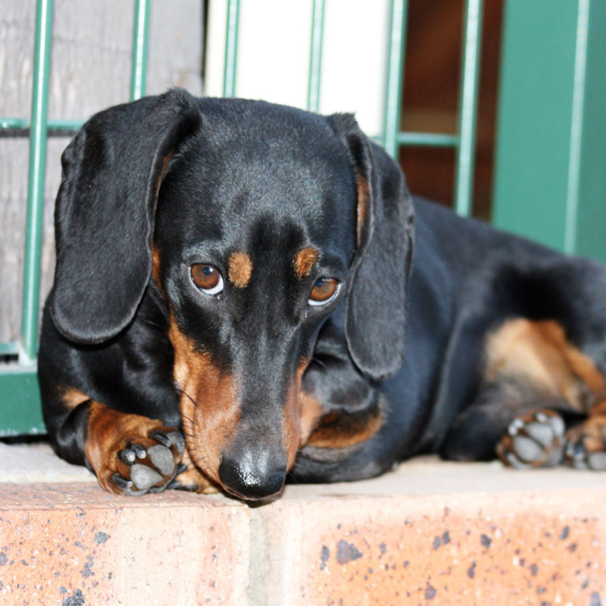 How to Train Your Dachshund