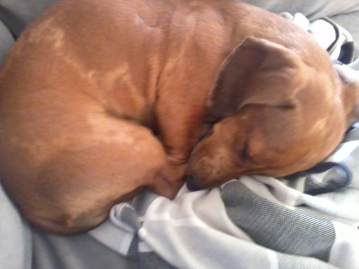 Are Dachshunds the Best Dogs for You?