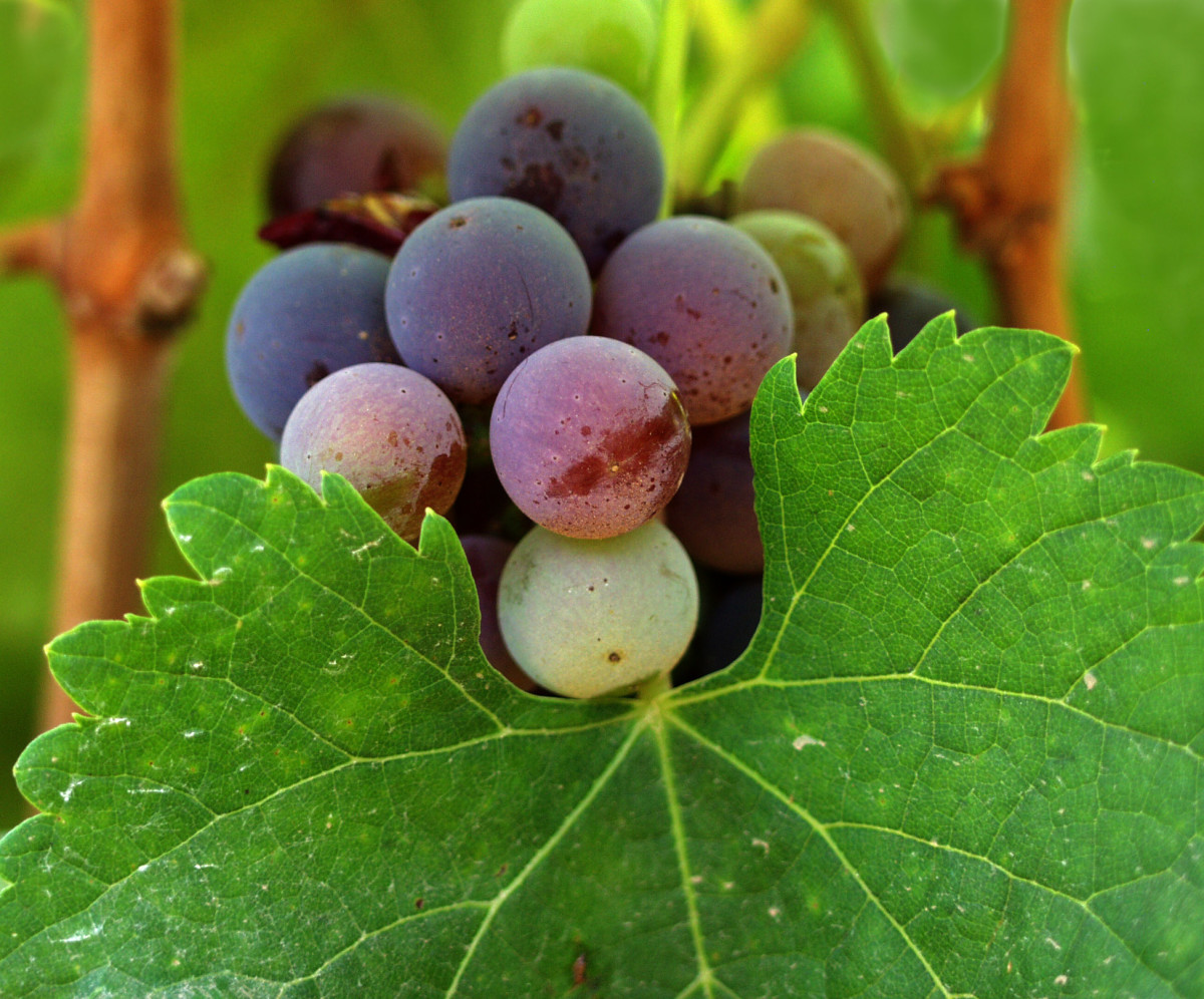 Is Organic Wine Better?
