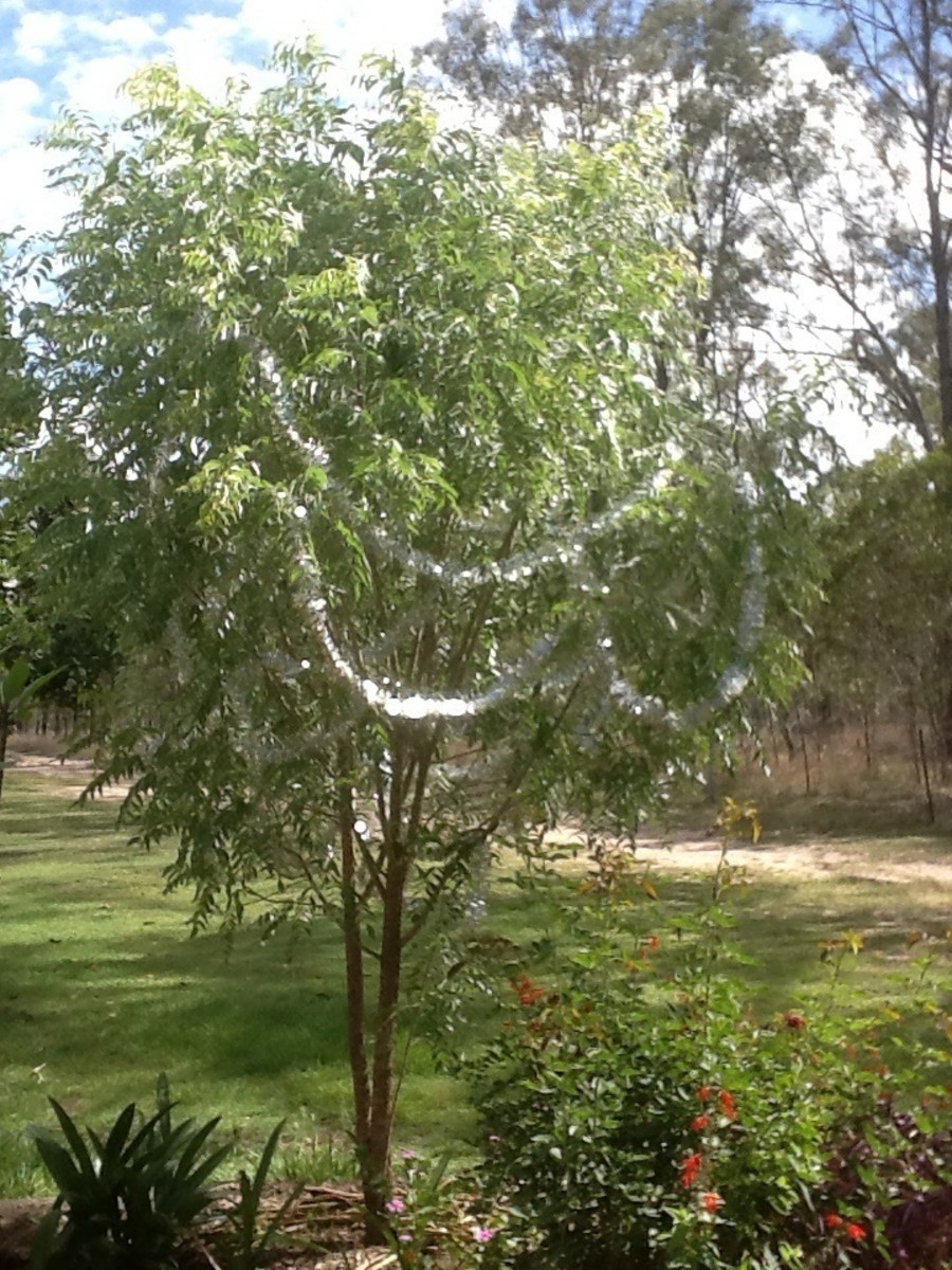 A Cackleberry Christmas: Diary of a Cackleberry Farmer: December 2015 Edition