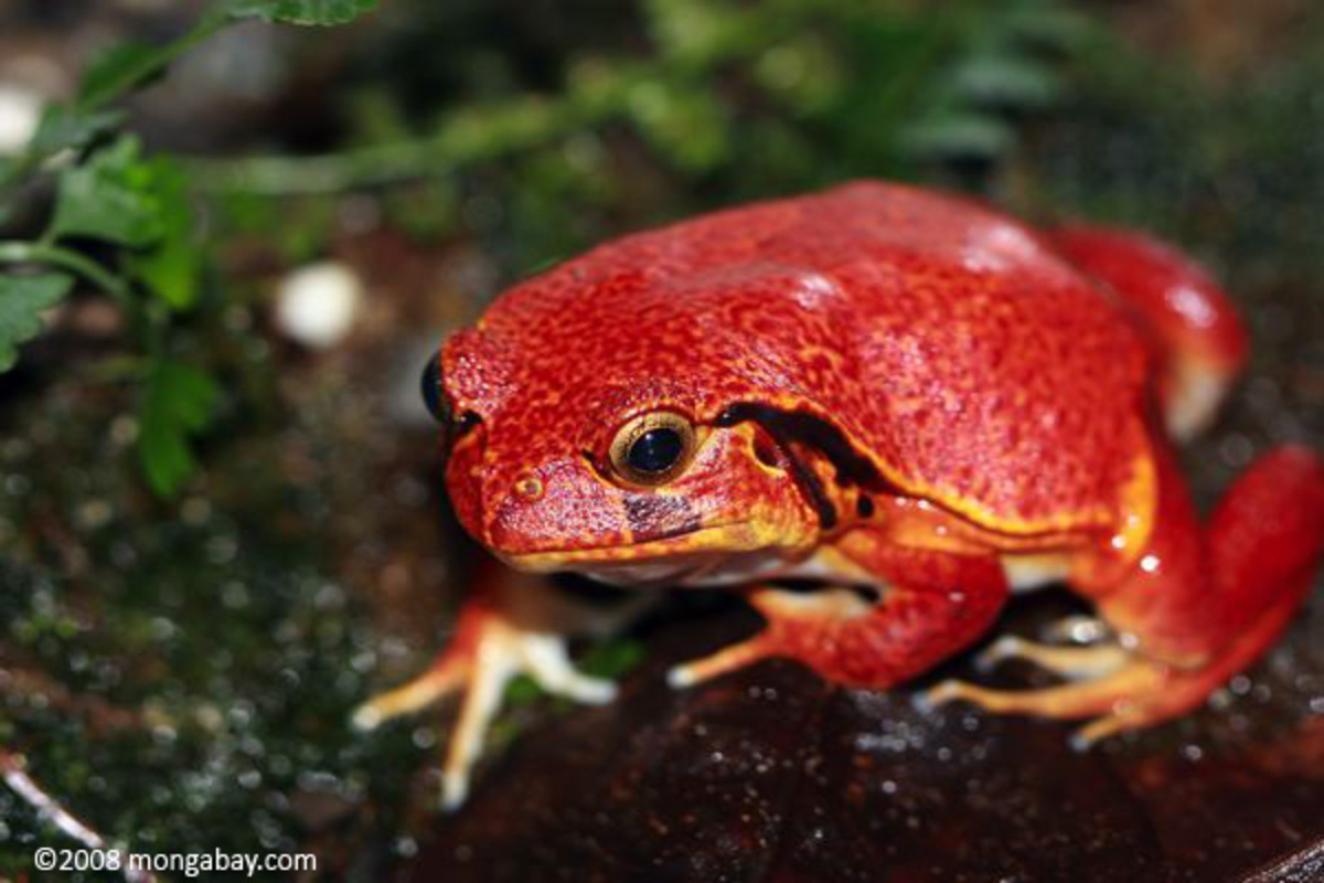 Amphibians: Frog and Toad