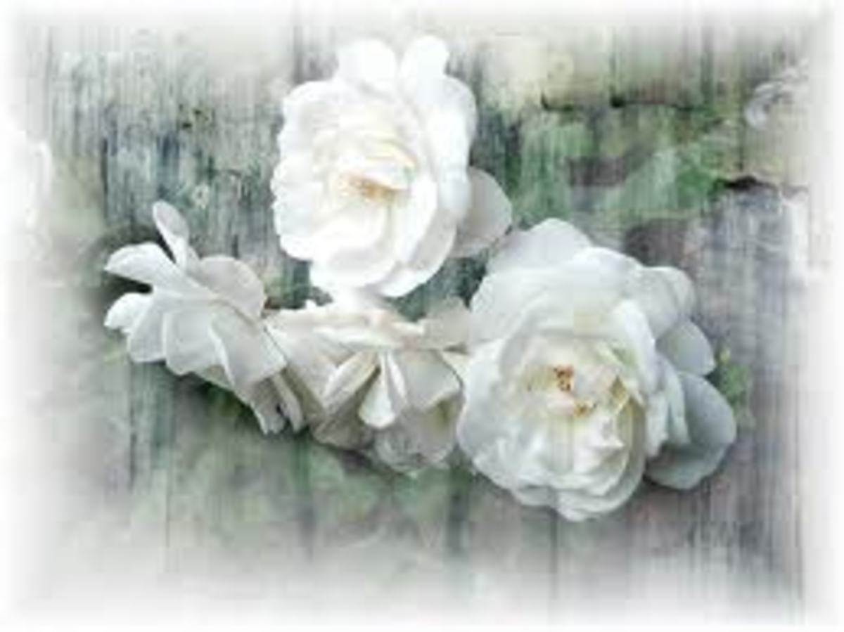 Another sweet angel in heaven.