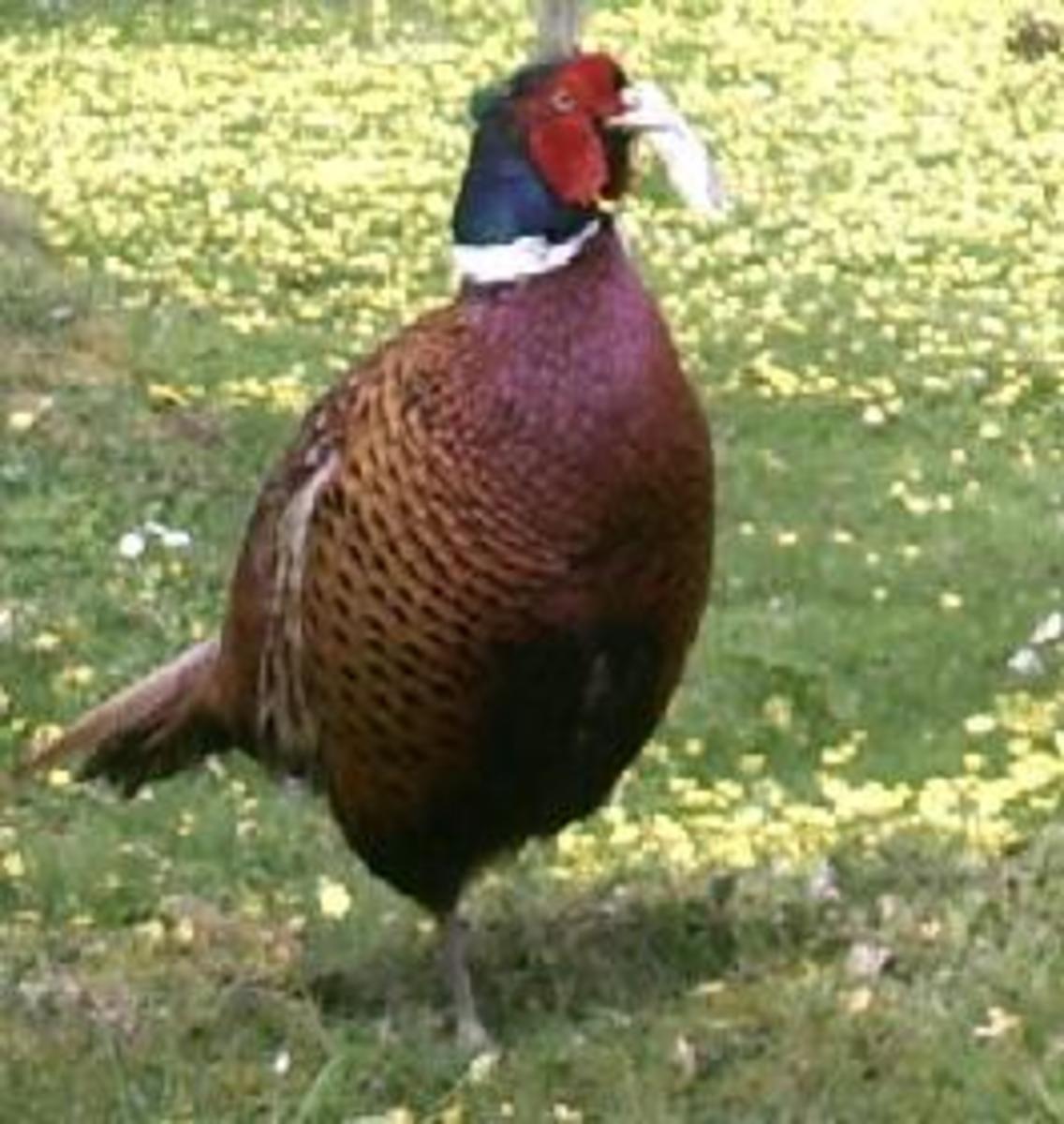 List of Weird, Freaky and Unusual Facts About Animals. 