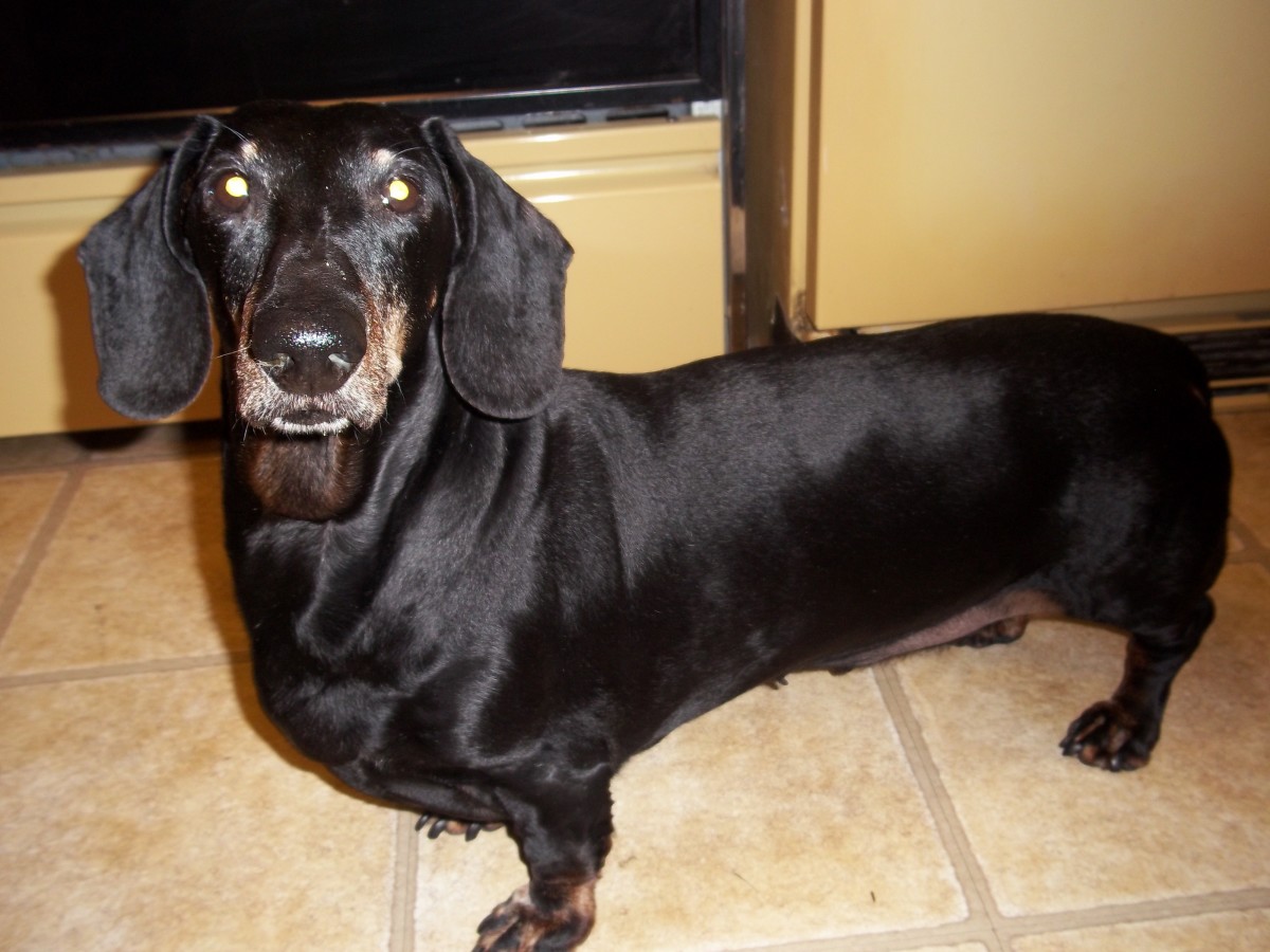 A Tale/Tail of Two Dachshunds