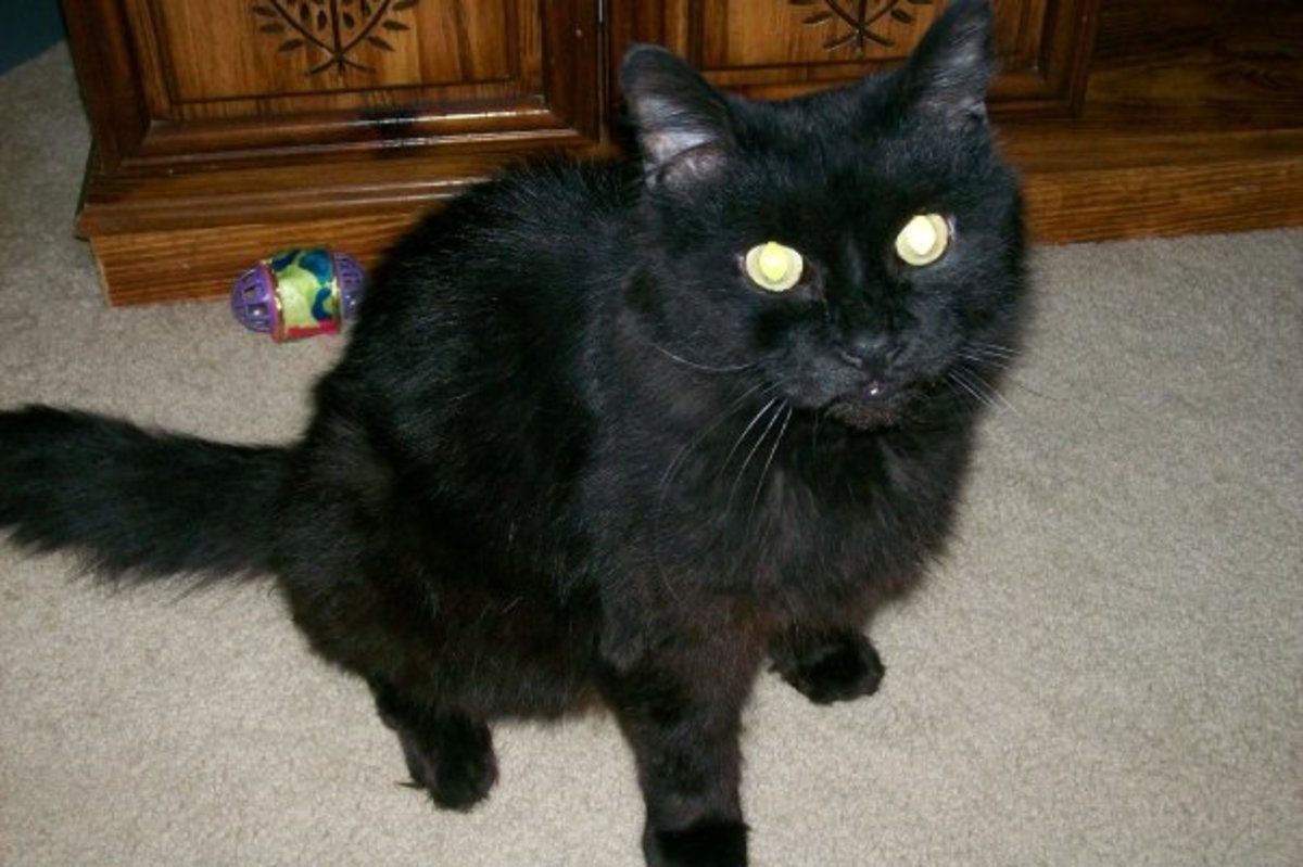 Momma Kitty:  A STORY FOR EVERY CAT LOVER