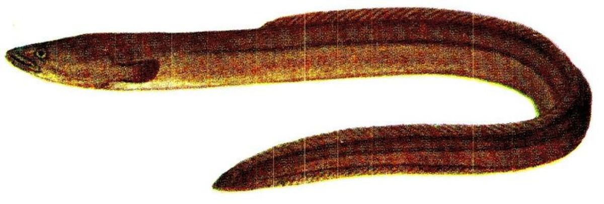 The European Eel - once common but now an endangered species