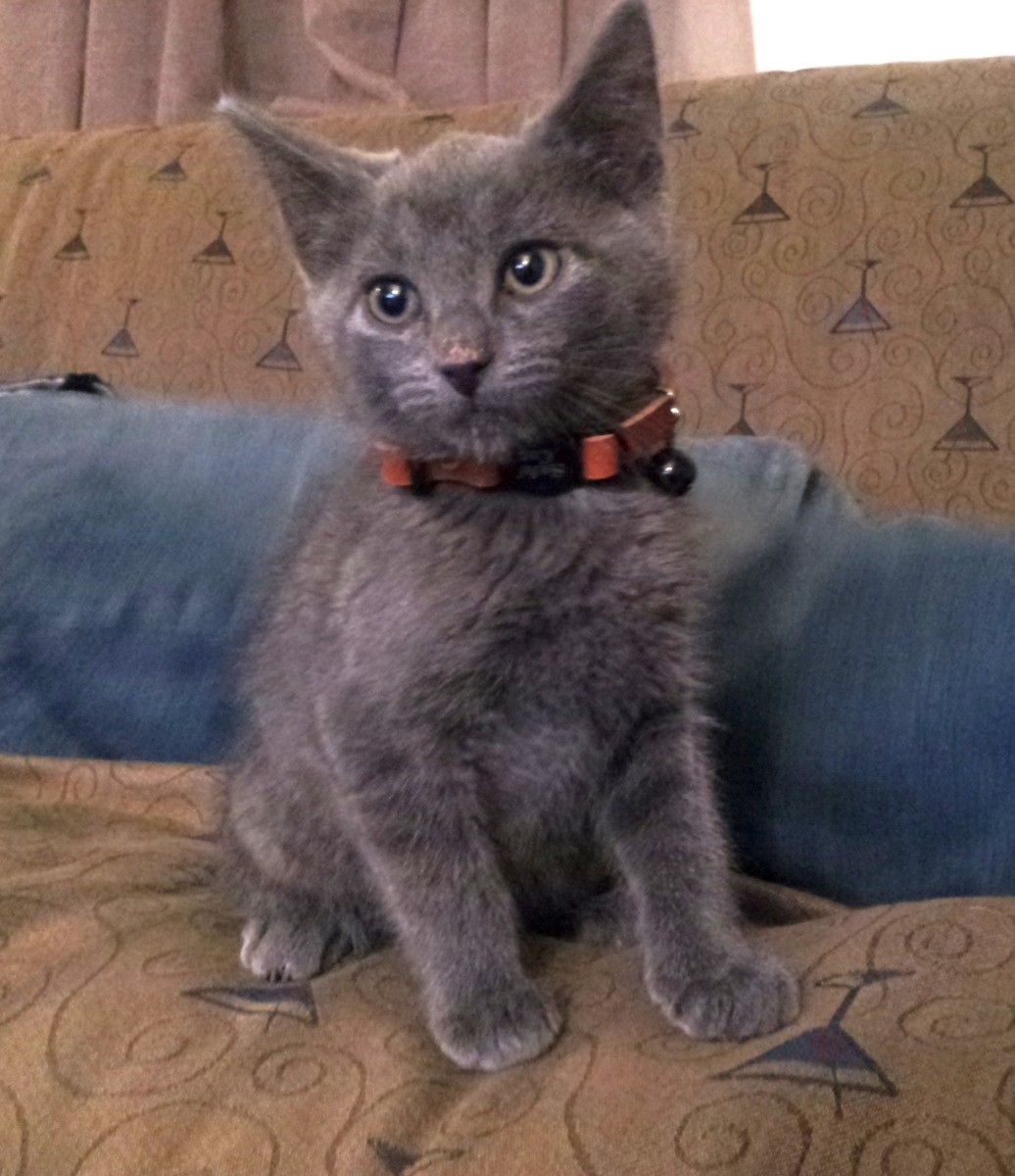 Adopting a Kitten on Long Island, New York: My Experience