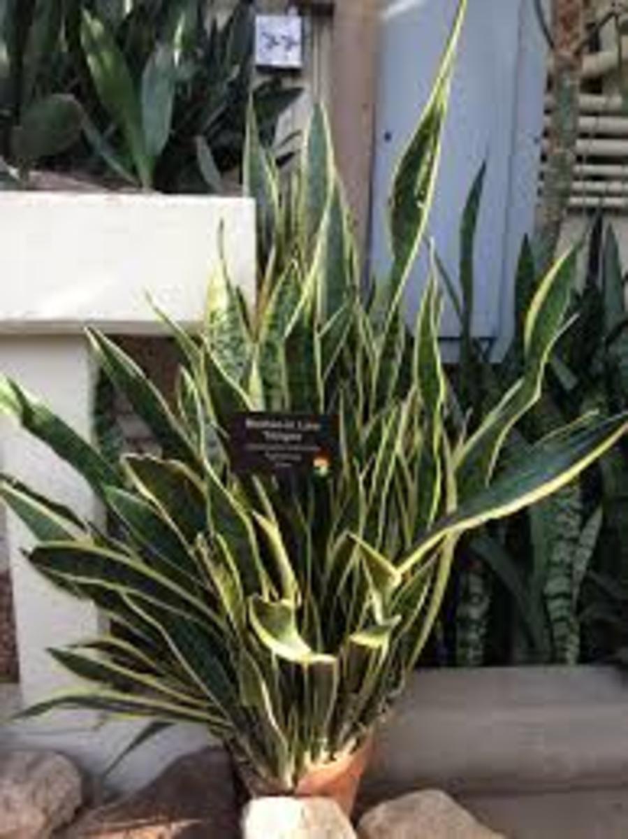 10 Important Plants to Grow Inside Year Round