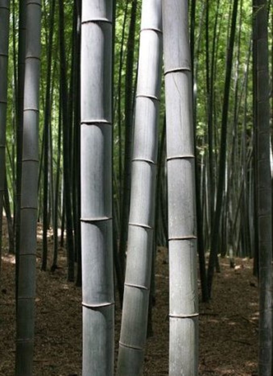 What are the Benefits of Bamboo
