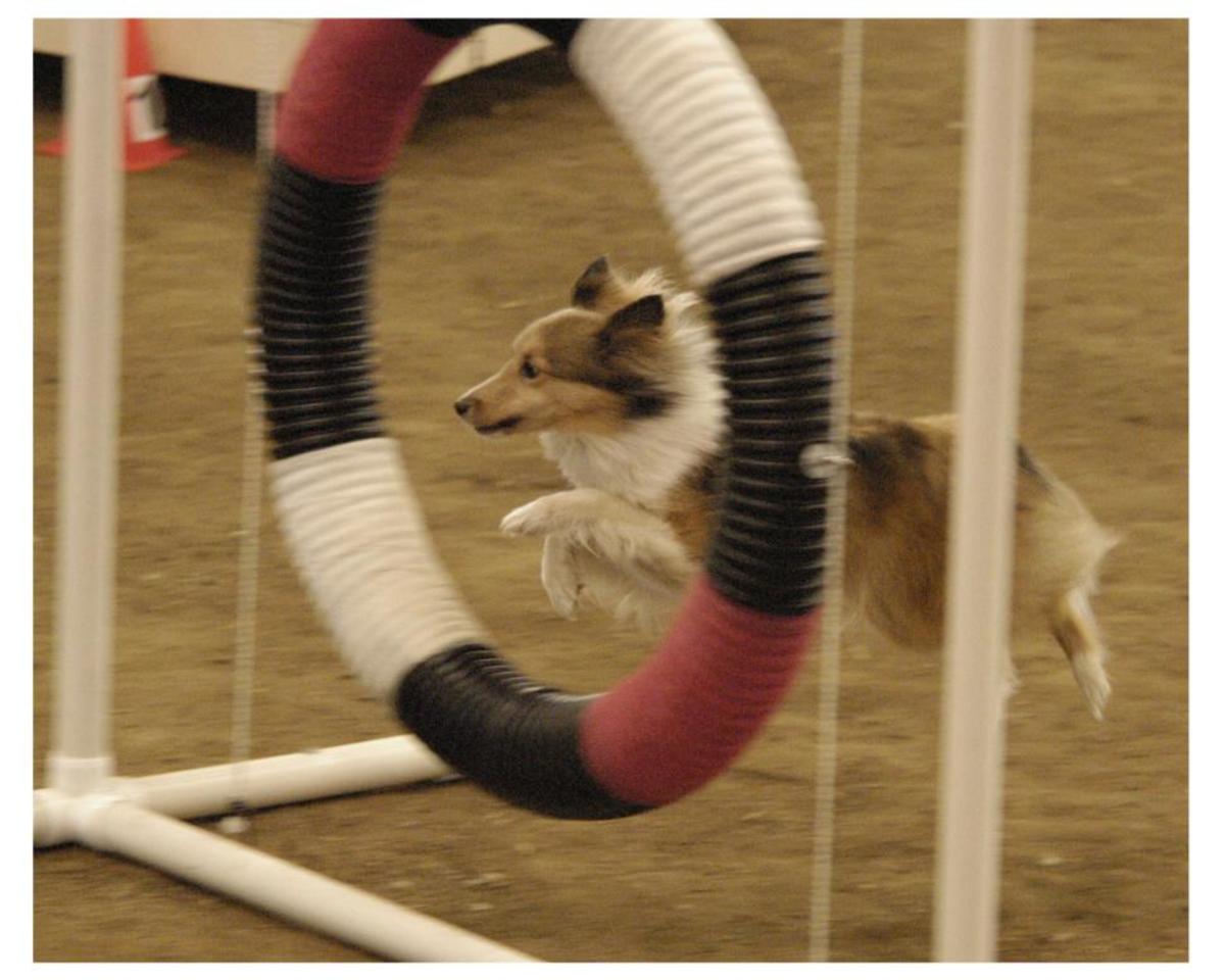Dog Column: Overcoming Injury in Agility