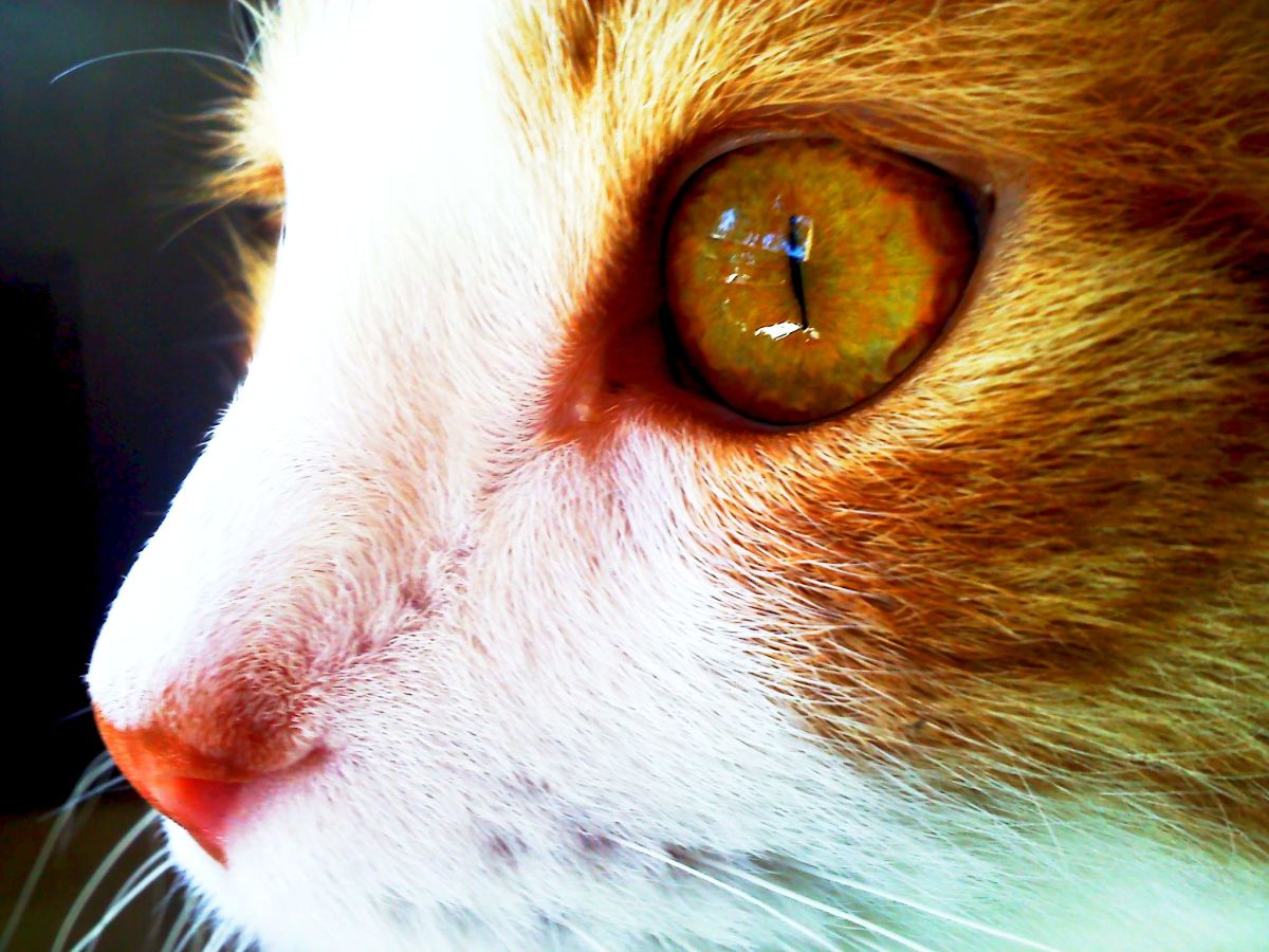 Eyes Vol.3