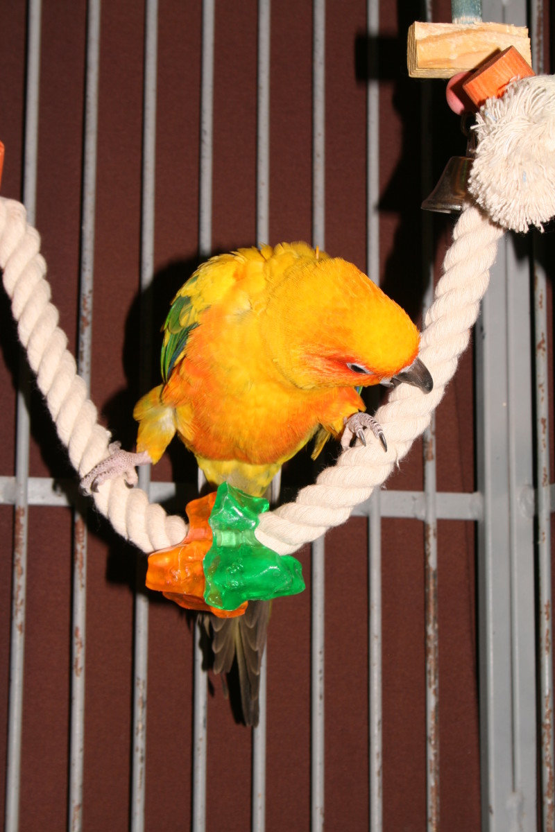 Why Parrots Need Toys - HubPages