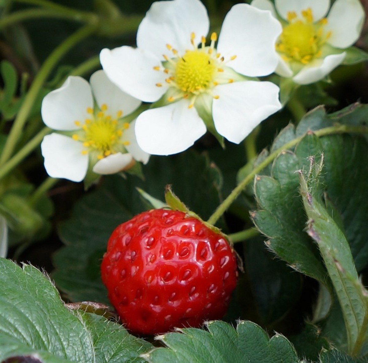 How to Garden on a Budget: 10 Tips to Save You Money in the Garden