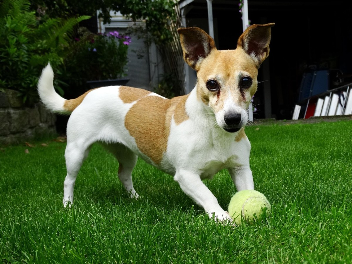 How Do I Get My Dog to Bring the Ball Back?