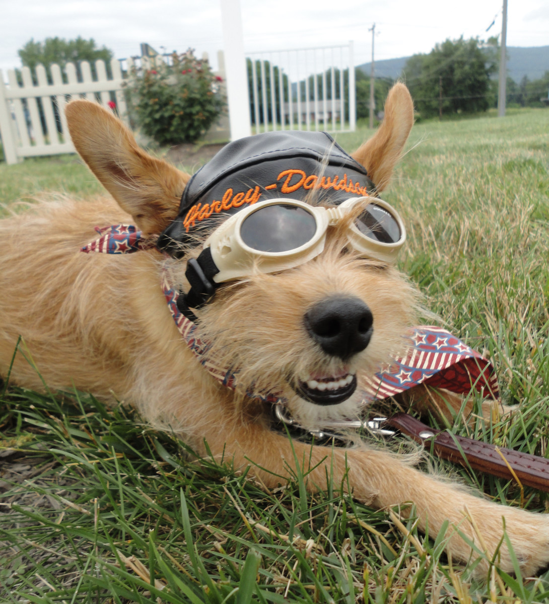 Pooch Party Pictures