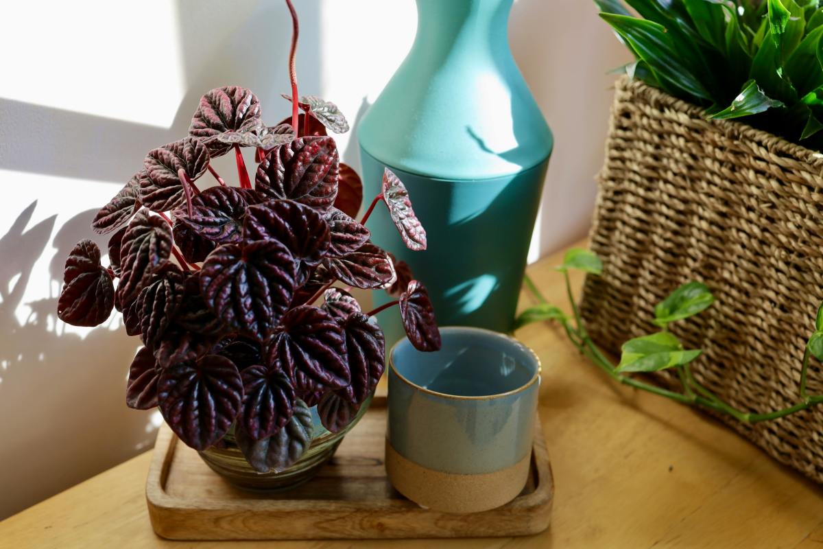 The Emerald Ripple: A Peperomia Caperata Care Guide