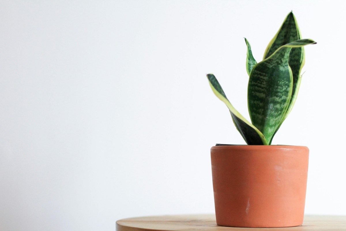 How to Take Care of a Snake Plant
