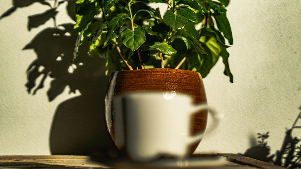 Coffee Plant Care Made Easy: A Simple Guide to Thriving Plants