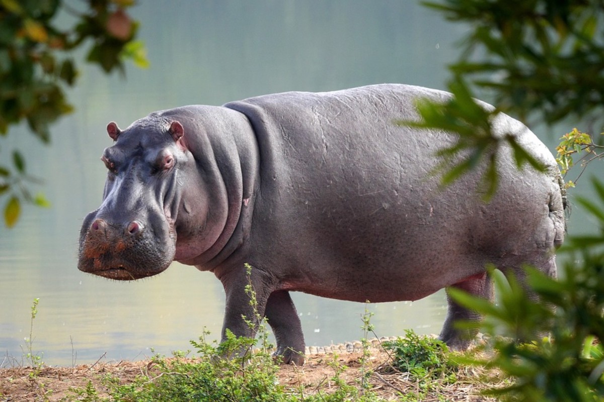 Which Is the Most Aggressive Animal in the World?