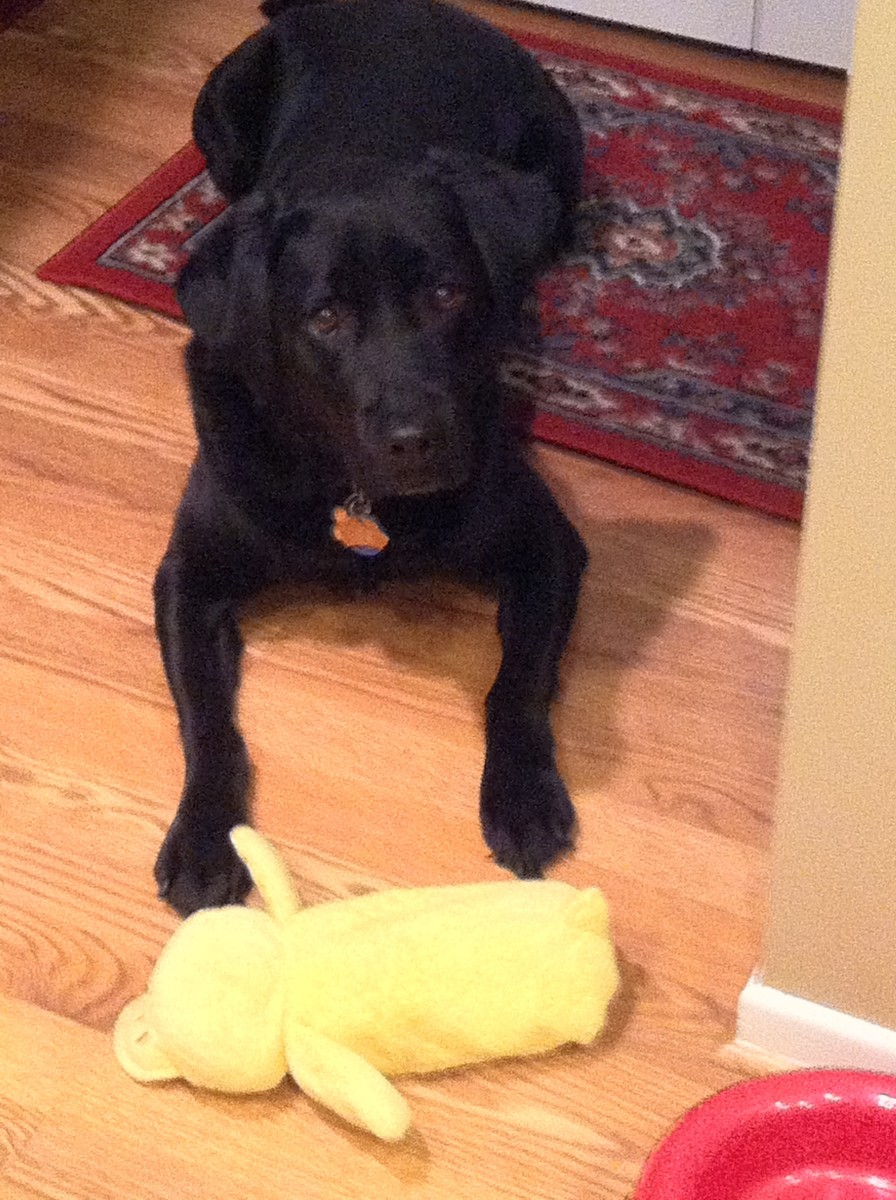 River, a very large puppy. River, a very large puppy.