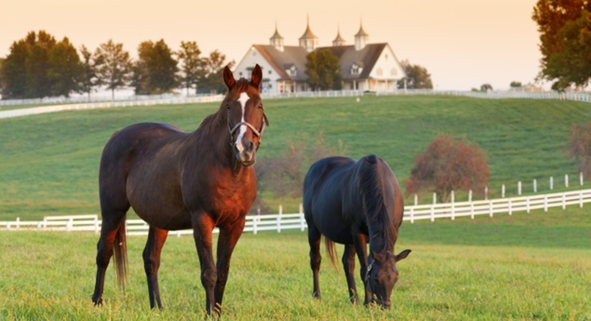 Things to Do in Lexington, Kentucky in the Summer