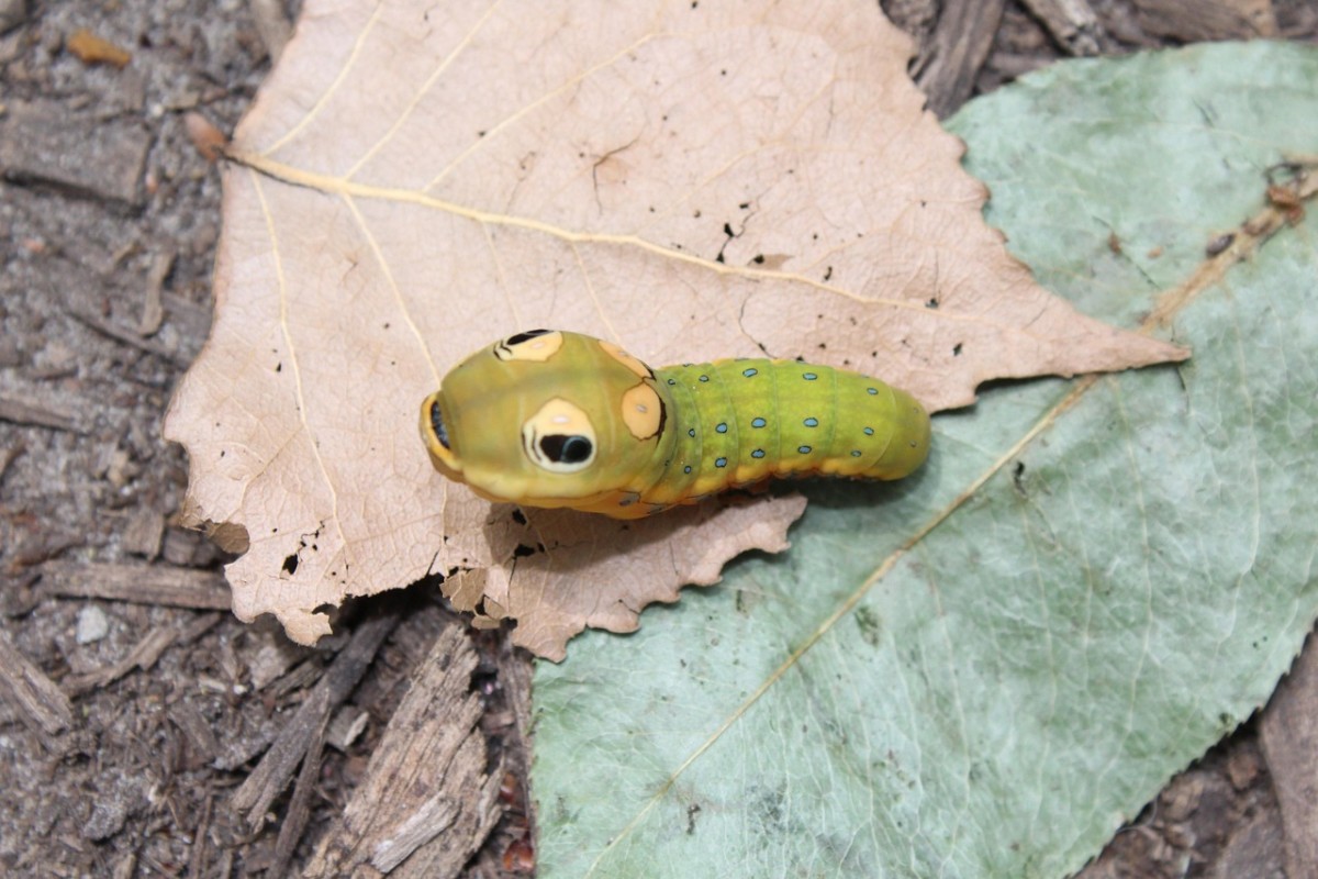 The Bird That Mimics a Caterpillar and a Pretend Plague-Carrier: 7 Animals With a Knack for Acting