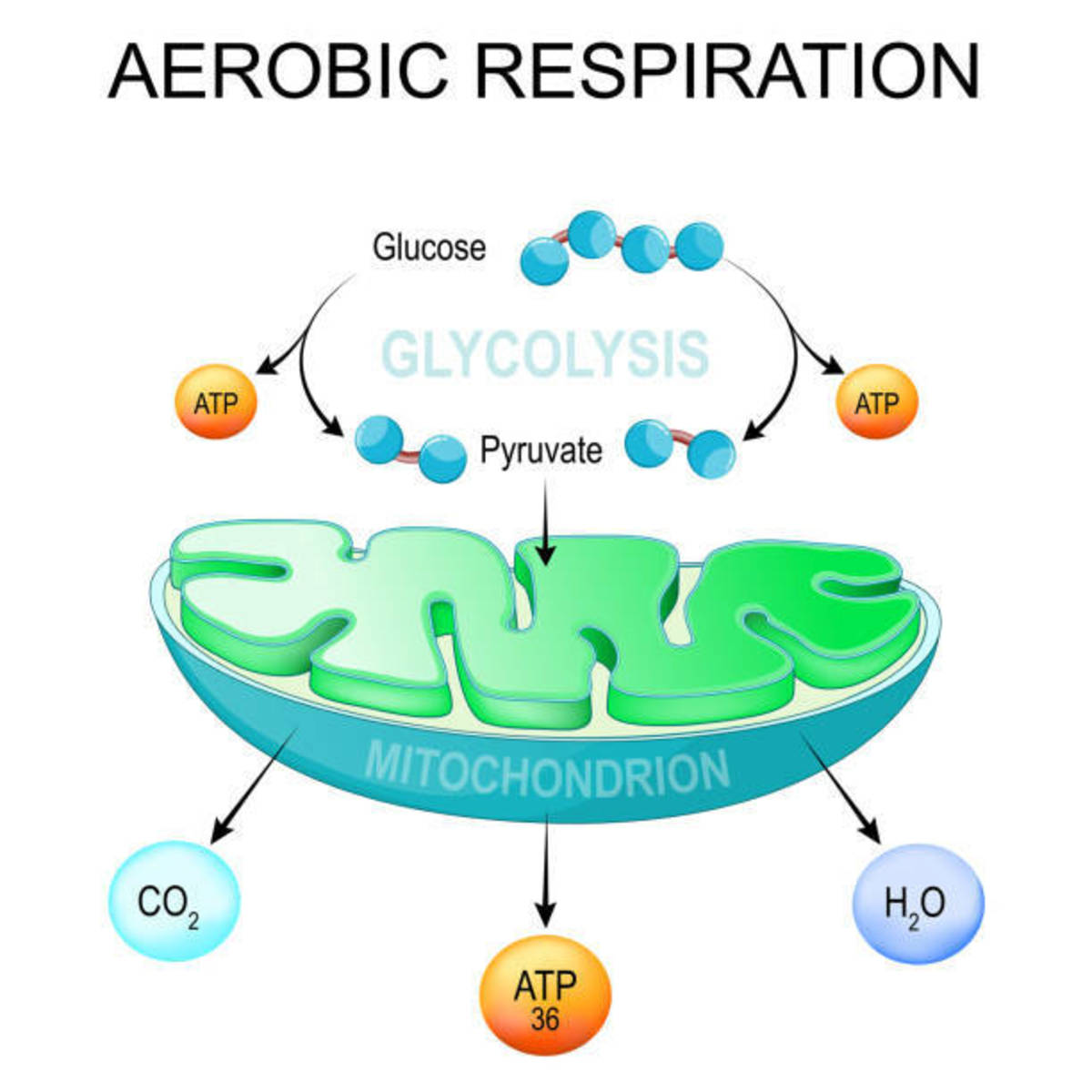 The Krebs Cycle isn't that Hard: Let's learn it one turn at a time