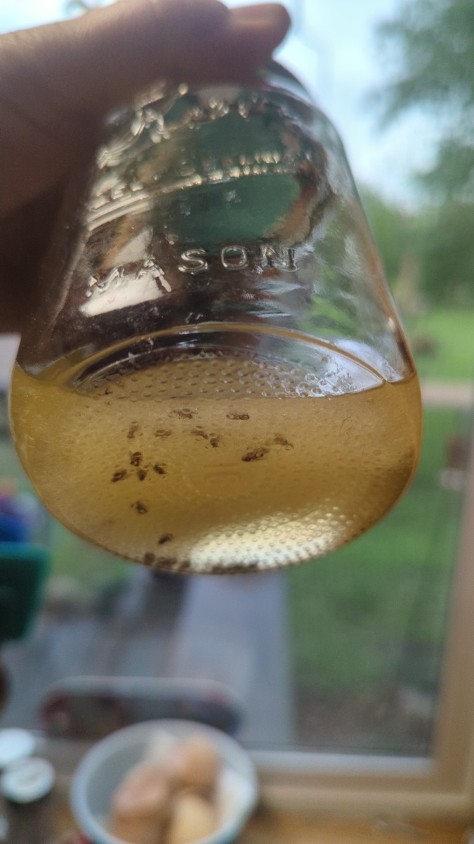 Bug Jar - Trapping Tiny Fruit Flies