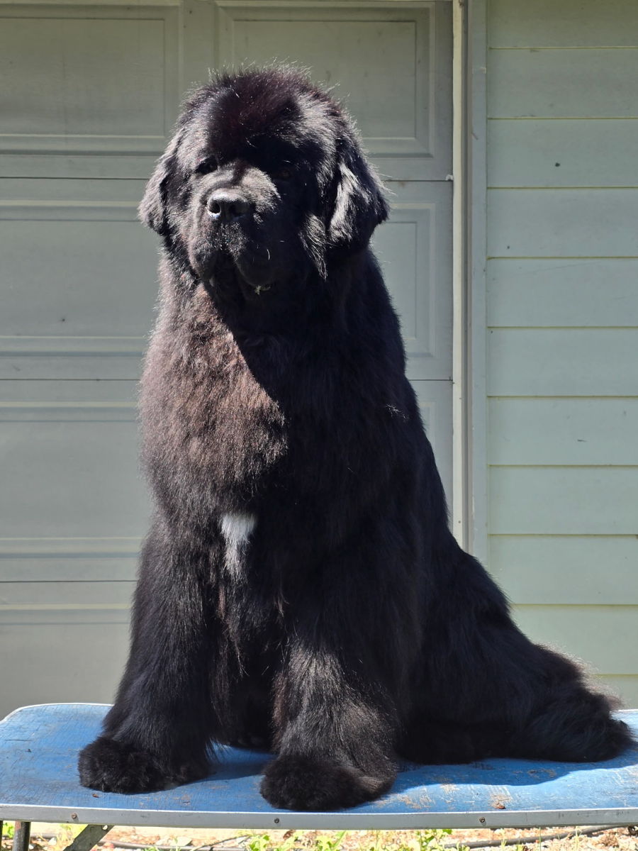 Grooming Tips for Senior Owners - HubPages