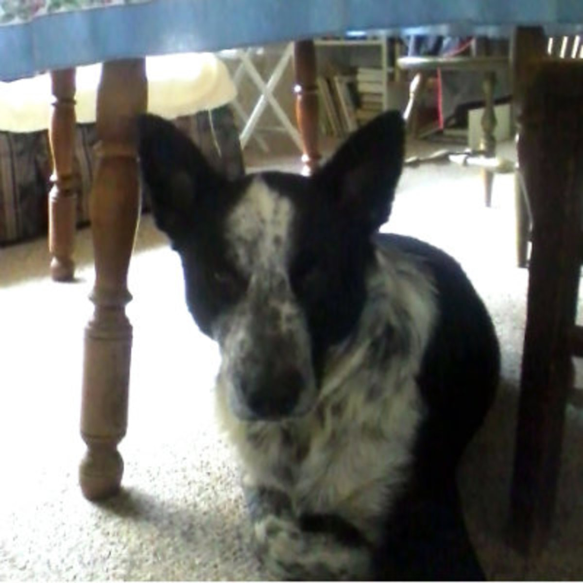 Blogs For Dogs