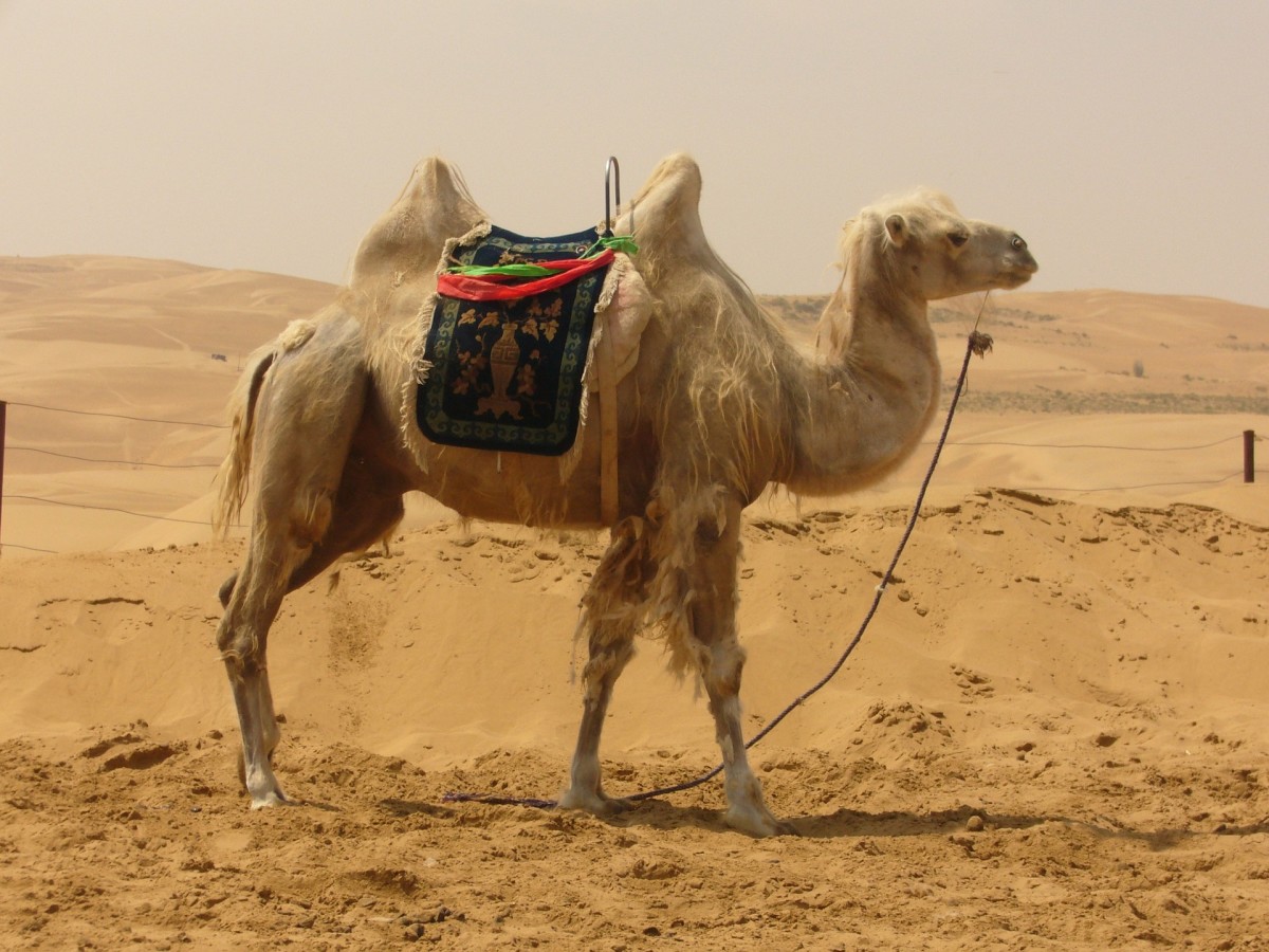 The Christian Corner: It Is Easier for the Camel to Pass Through the Eye of a Needle Than the Rich Entering Heaven