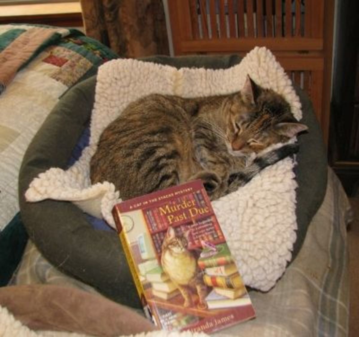 Gift Ideas for Cat Mystery Book Lovers - HubPages