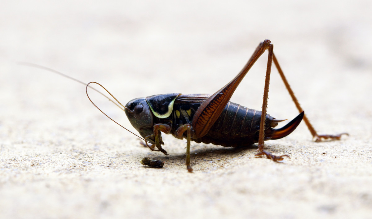 Overpopulation and Eating Insects - HubPages