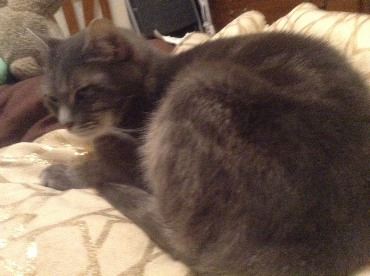 Cat hair is bad for appliances.