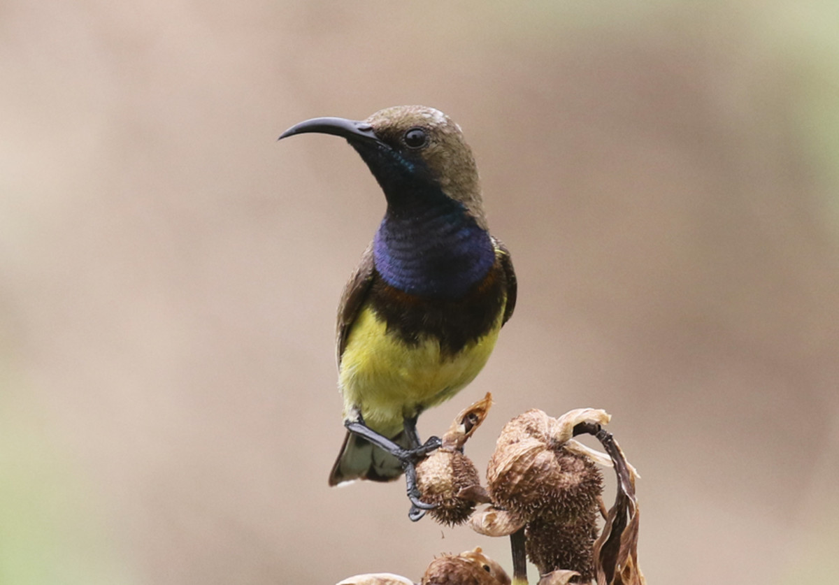 My Sunbirds In Bangkok