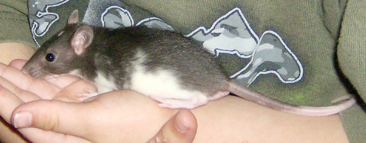 Rats Are Great Pets for Kids!