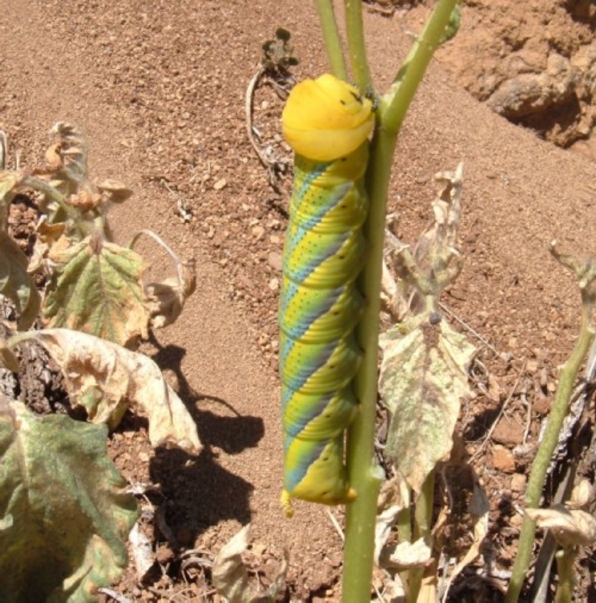 Caterpillars are fascinating creatures