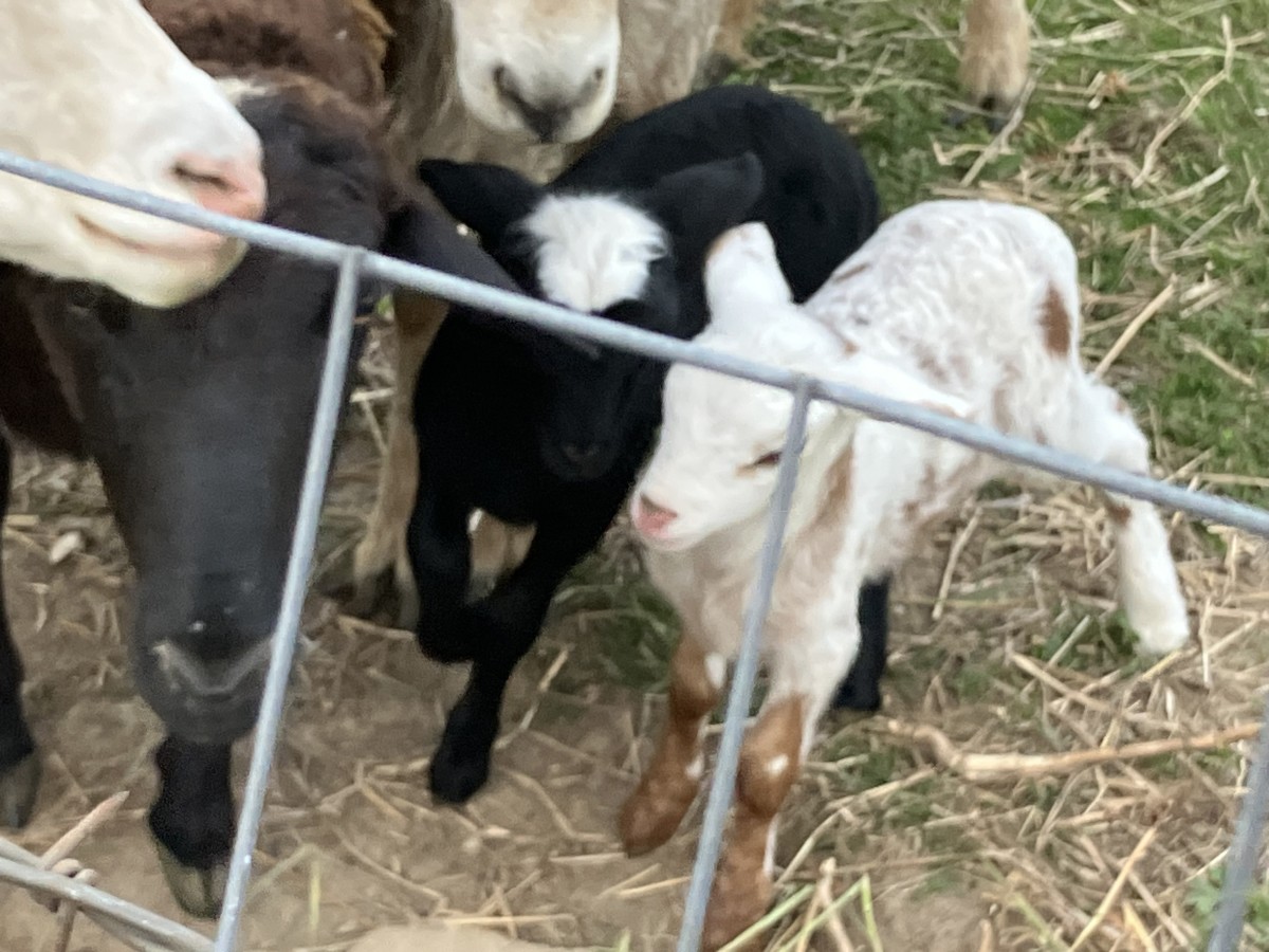 The Two New Lamb Siblings Together