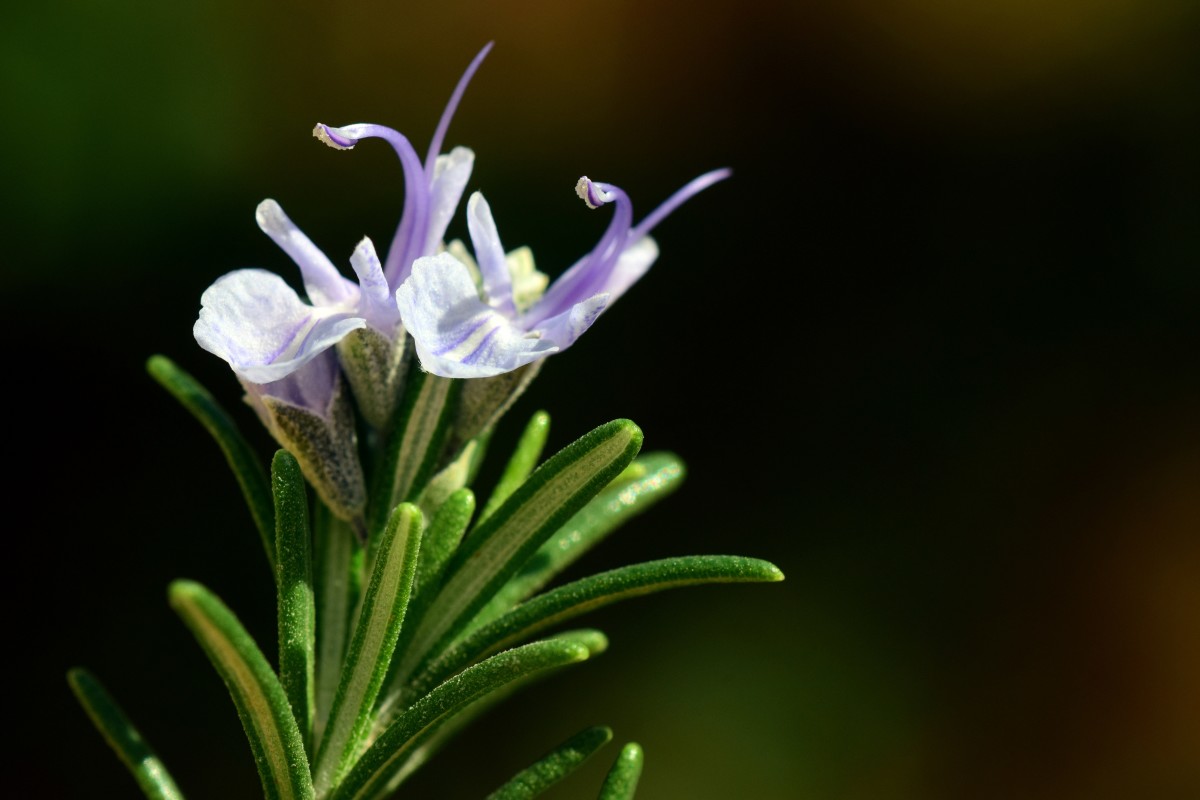 Exploring Rosemary: The Unforgettable Herb
