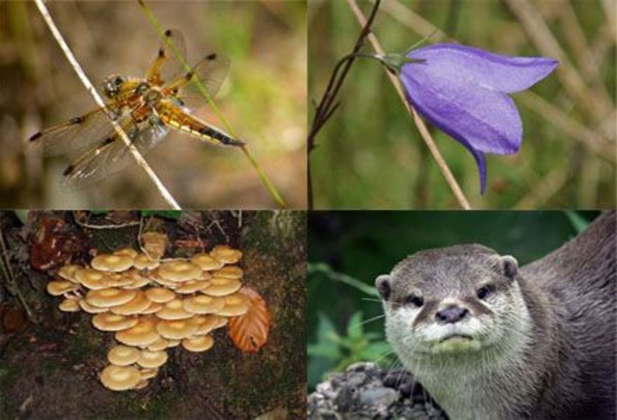 What is Biodiversity