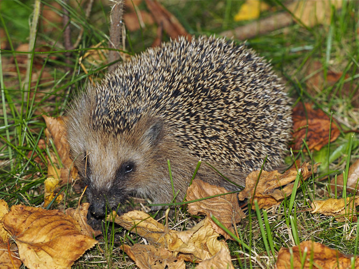 How To Feed Mammals In The Garden