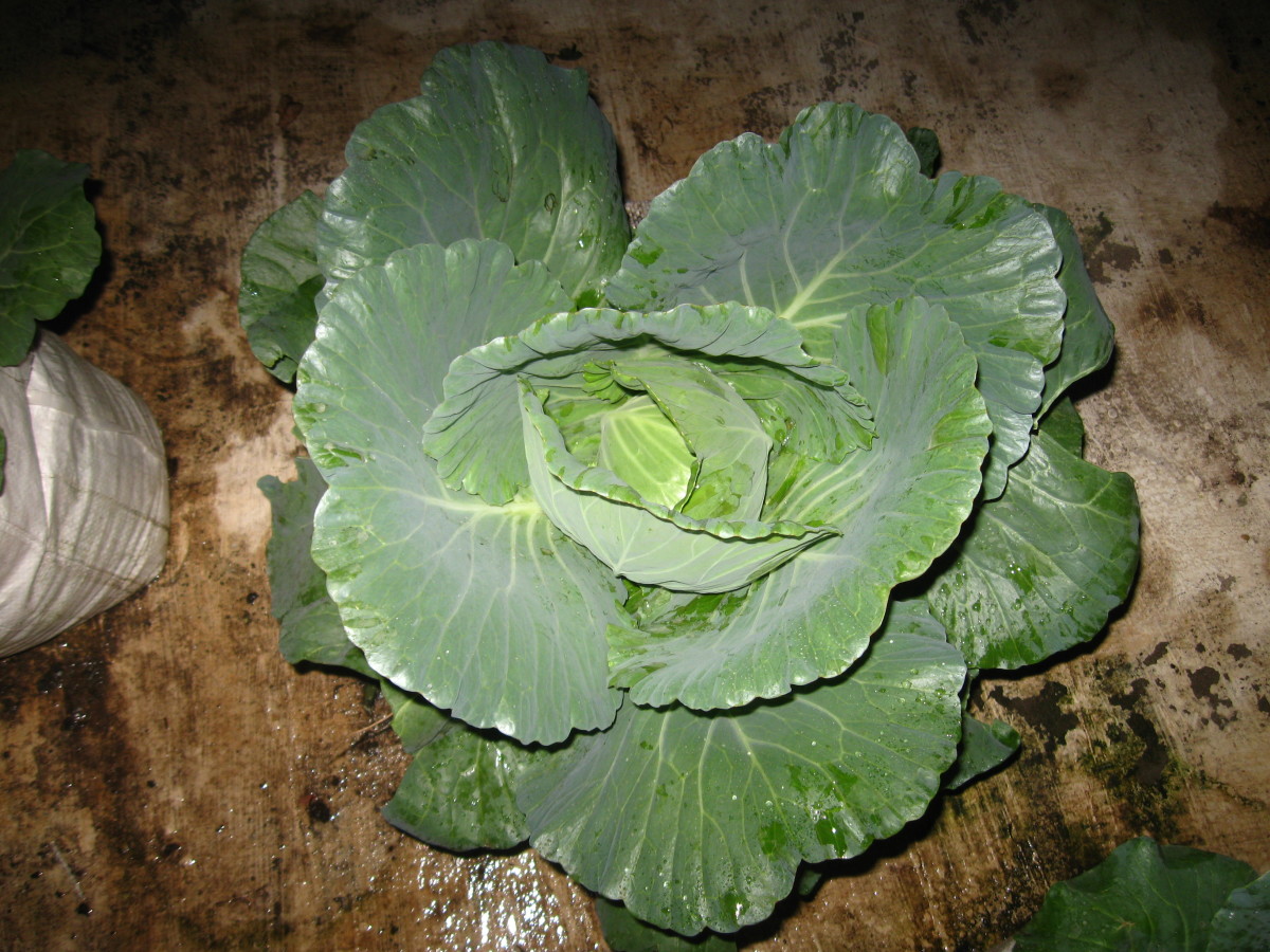 Some cabbage recipes