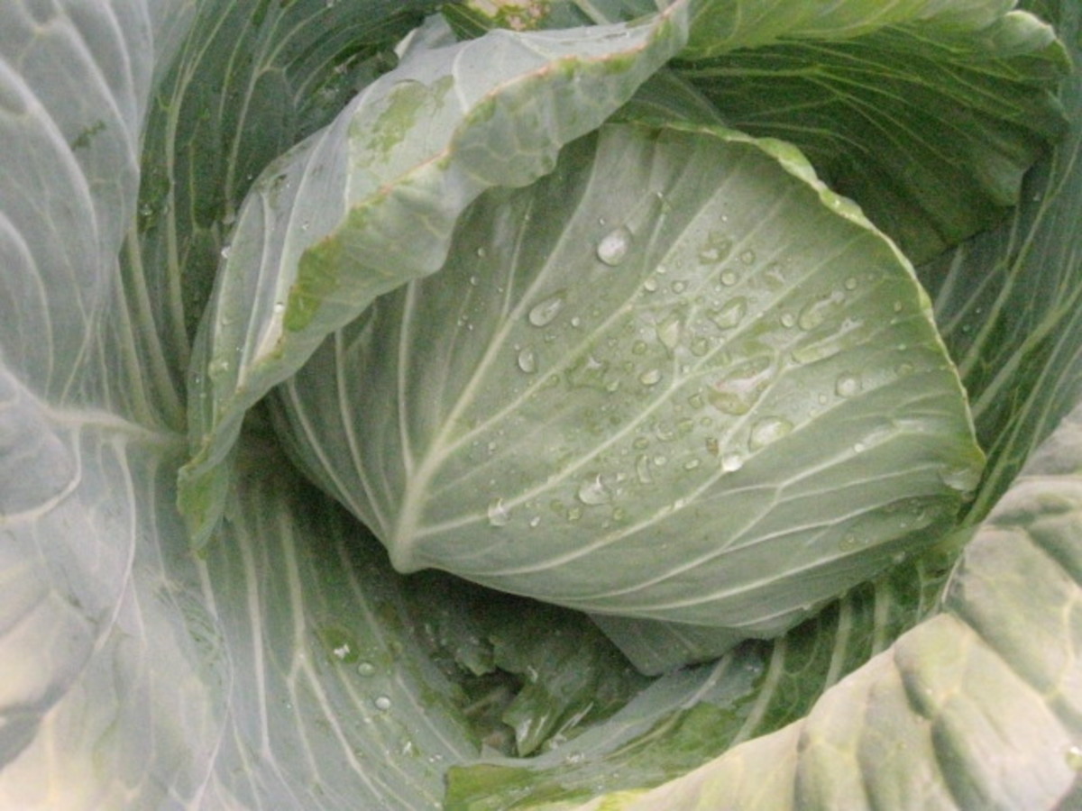 Cabbage and its Health Benefits