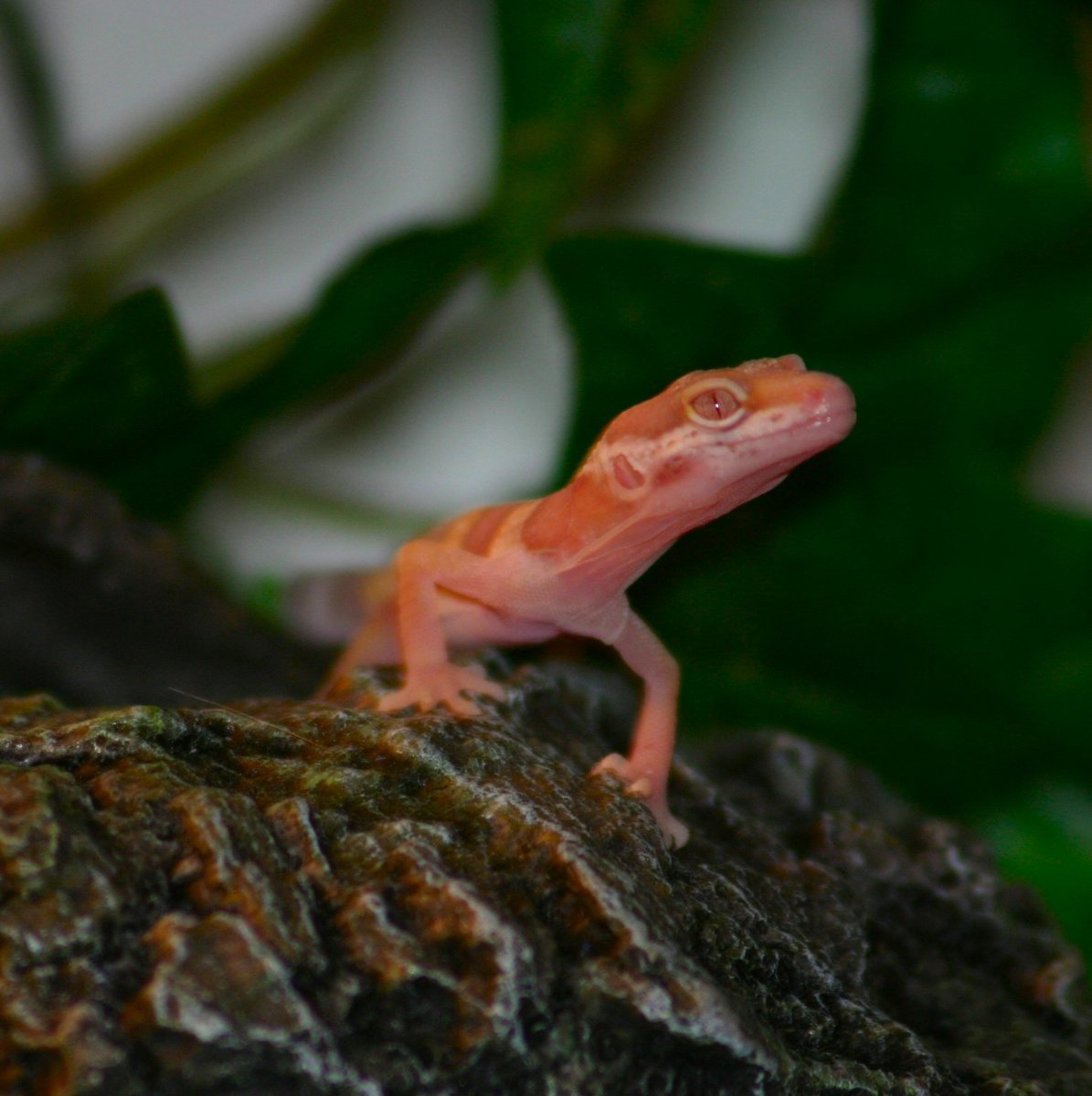 Is the Leopard Gecko Your Next Pet?
