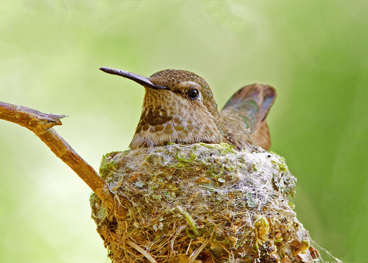 Anna's Humming Bird