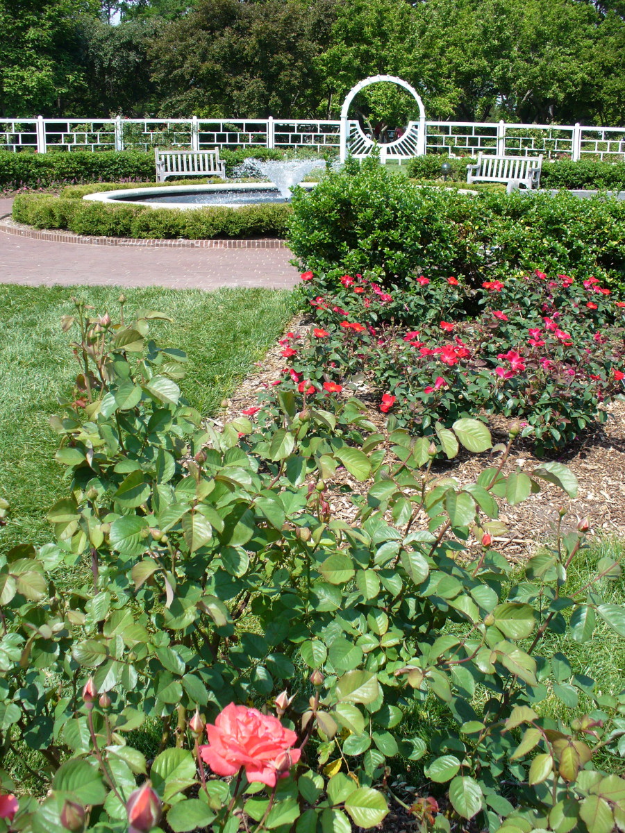 Photo of a garden that I would love to spend some more time in! The Gladney Rose Garden at St. Louis Botanical Gardens. I love the fountain and the gates surrounding it. Photo of a garden that I would love to spend some more time in! The Gladney Rose Garden at St. Louis Botanical Gardens. I love the fountain and the gates surrounding it.